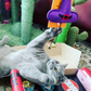 MyMoew Spooky Purrfection: Halloween Cat Toy Bundle