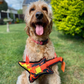 WufWuf Guitar and Microphone, Wearable Squeaky Rope Plush Toys for Dogs