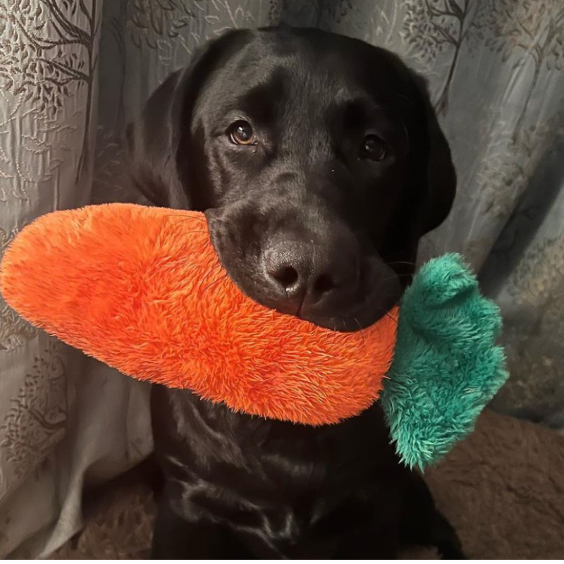 WufWuf Garret the Carrot Squeaky Plush Dog Toy, Large