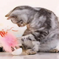GiGwi Melody Tumbler Motion Activated Cat Toy