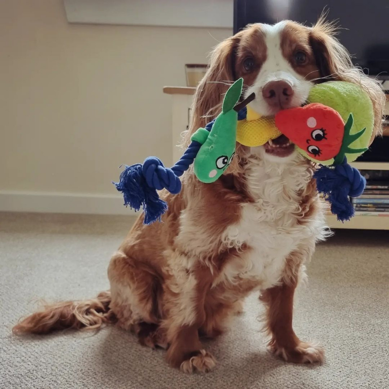 Smart Choice - Summer Fruits Squeaky Rope Toy