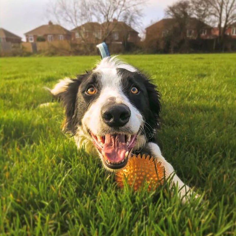 Rosewood jolly doggy outlet ball